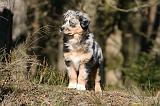 BERGER AUSTRALIEN PUPPIES 625